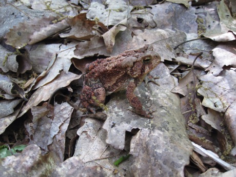 A little toad almost invisible on the leaves of the forest floor.